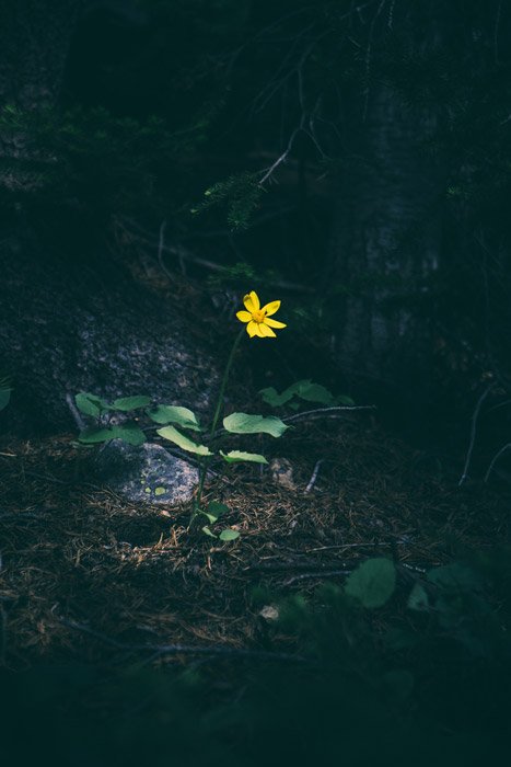 Una pequeña flor amarilla en un bosque oscuro: utilizando los principios del arte y el diseño en fotografía.