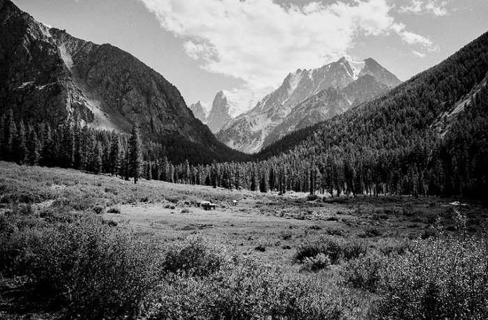 impresionante y nítida película en blanco y negro fotografía de un bosque de montaña