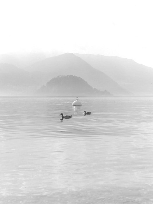 fotografía clara en blanco y negro de patos con colinas brumosas en el fondo
