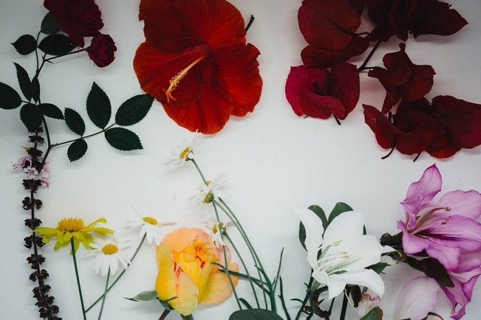 fotografía floral plana: múltiples flores utilizadas para dar una sensación de verano