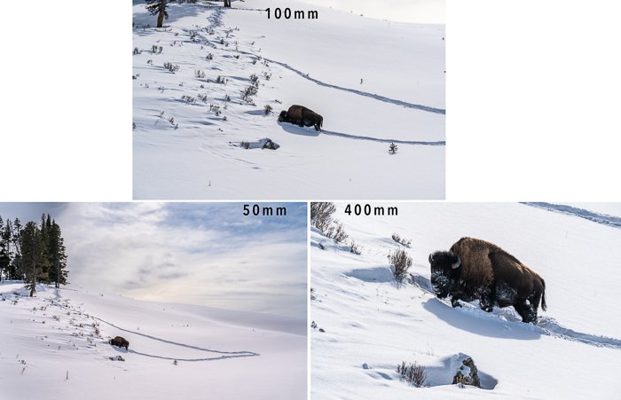 comparar tres distancias focales aumento bisonte en la nieve