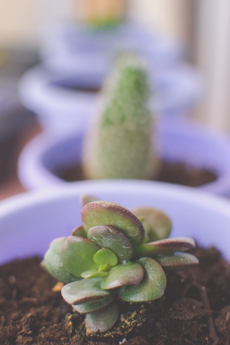 Primer plano de una planta en una maceta morada con una fila de macetas borrosas en el fondo - fotografía de punto de enfoque