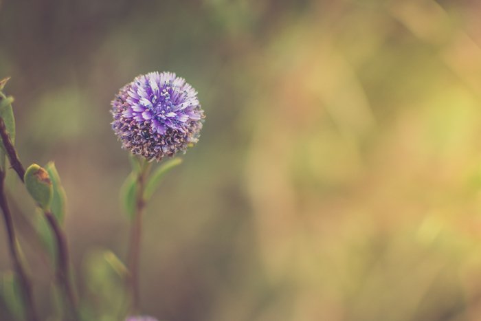 Primer plano de una flor morada con un fondo verde borroso - fotografía de punto de enfoque