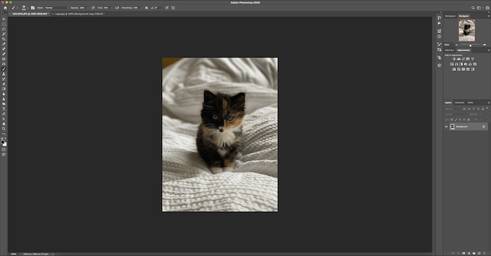 Imagen de gato abierta en Photoshop para aplicar marca de agua