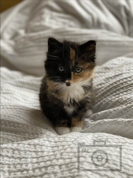 Imagen final del gato con el logo de una marca de agua en la parte inferior derecha hecha con Photoshop