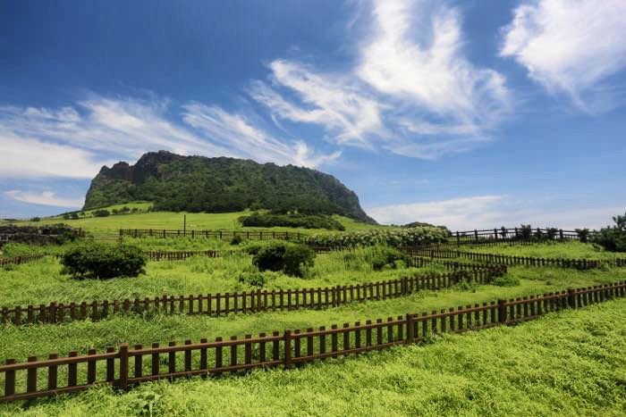 foto de un campo verde