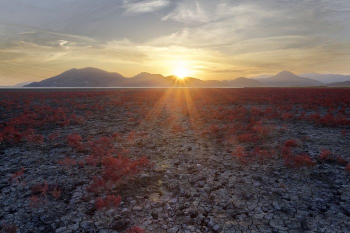 Foto de plantas de marismas al amanecer.