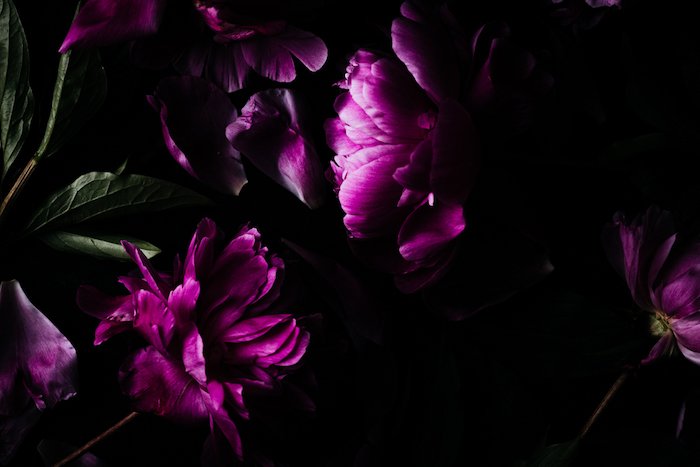 Foto de primer plano de flores rosas en la oscuridad
