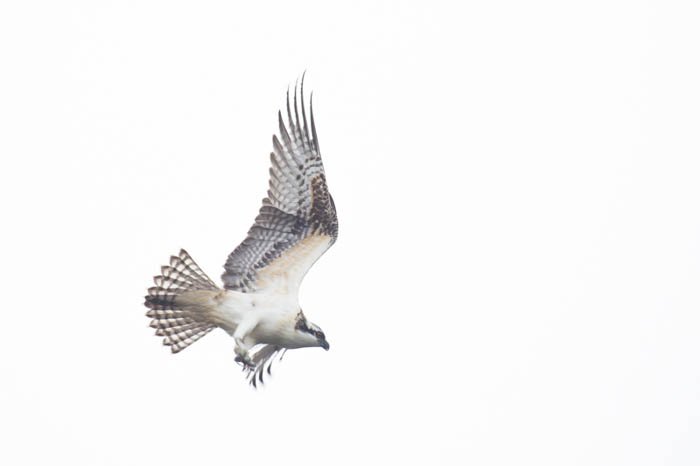 Imagen clave alta de un ave de rapiña en vuelo con un fondo blanco brillante sobreexpuesto.  Fotografía en clave alta y baja