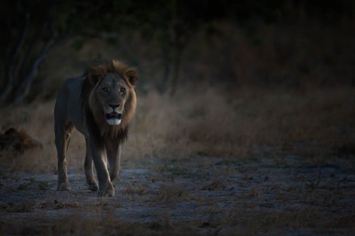 Moody fotografía de bajo perfil de un león macho caminando por el paisaje hacia la cámara