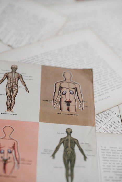 Ilustraciones de anatomía del cuerpo humano en una hoja de papel