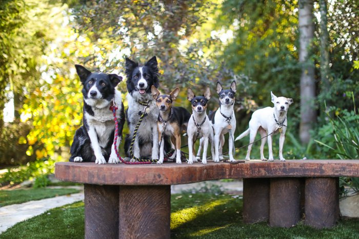 Ejemplo de negocio de fotografía de mascotas, retrato de 6 perros parados en un banco con un bosque al fondo