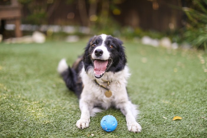 Retrato de mascota juguetón de un perro Border Collie tirado en el césped con bola azul