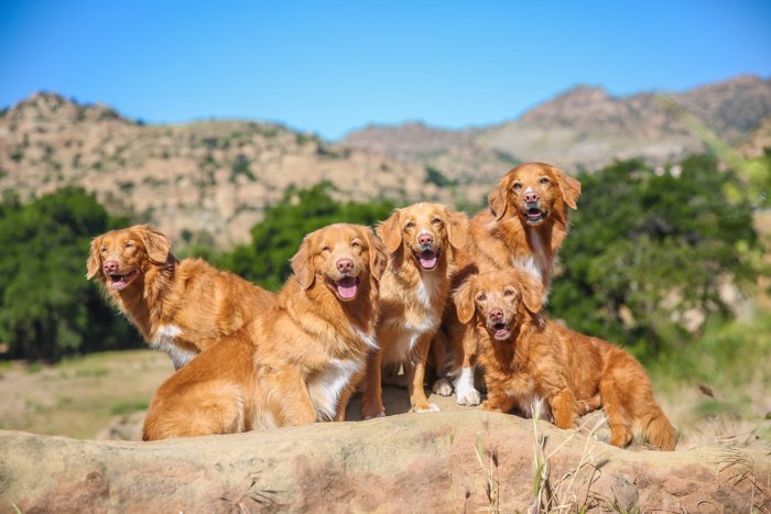 brillante retrato de mascota de 5 perros marrones mirando hacia la cámara en un fondo montañoso rocoso
