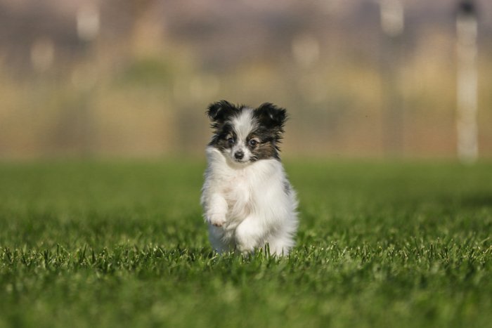 ejemplo de negocio de fotografía de mascotas juguetón que muestra un pequeño perro blanco y negro corriendo por la hierba hacia la cámara con un fondo natural borroso