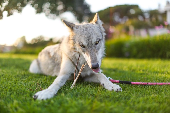 toma de negocios de fotografía de mascotas juguetona de un perro gris tirado en el césped y frente a la cámara