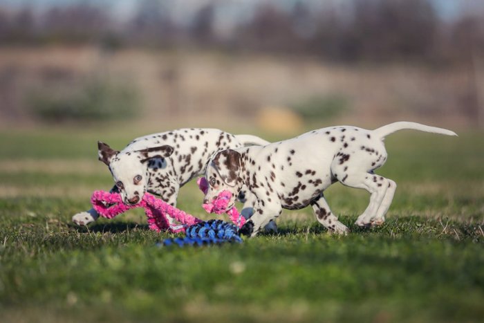Divertido retrato de mascota de dos cachorros dálmatas corriendo sobre la hierba y jugando con una cuerda rosa y azul