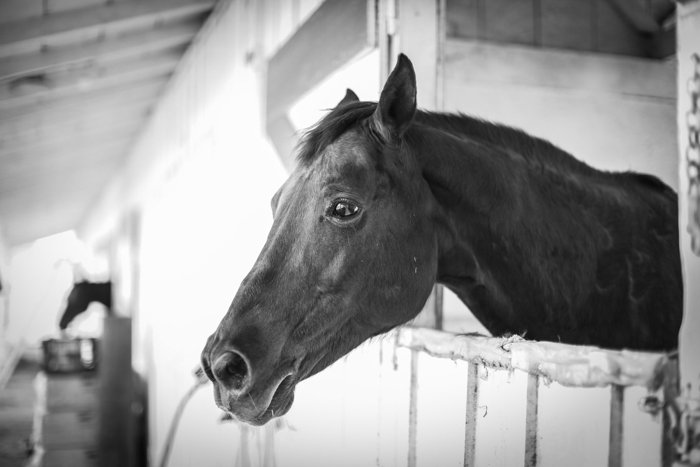 foto en blanco y negro de un caballo mirando desde un establo