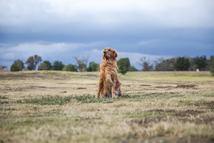 retrato de mascota de un golden retriever en un paisaje de hierba