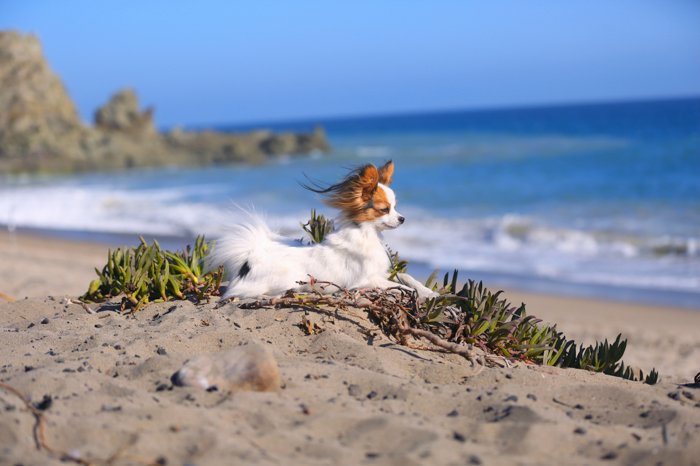 fotografía de mascotas en la playa, pequeño perro marrón y blanco tirado en la arena con el océano al fondo