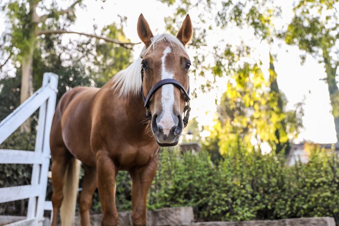 foto de un caballo marrón mirando hacia la cámara, con un fondo natural borroso