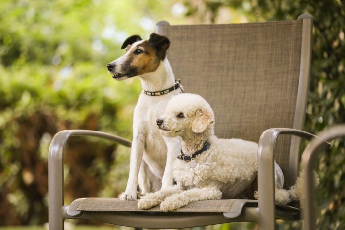 retrato de 2 pequeños terriers sentados en una silla de jardín
