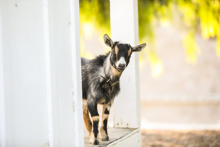 foto de retrato de una pequeña cabra mirando desde un marco de puerta blanco