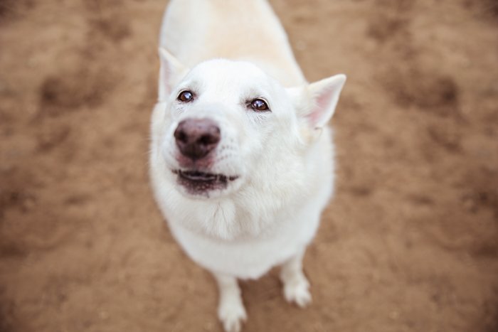 retrato de arriba de un perro blanco mirando hacia arriba