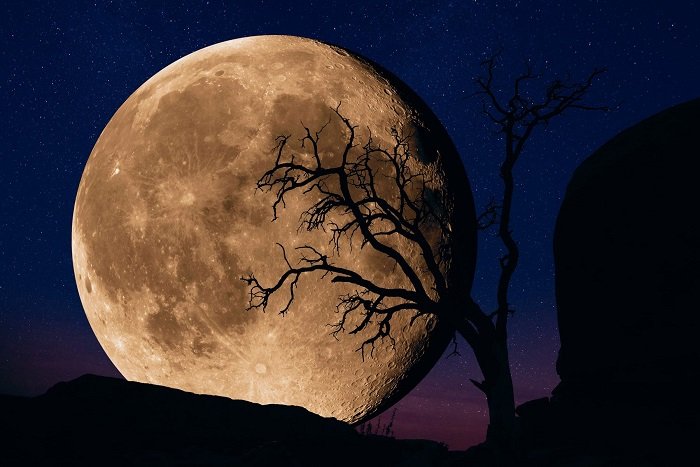 Foto de una gran luna detrás de un árbol al atardecer
