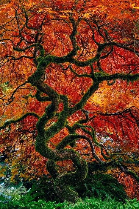 Foto de árbol con follaje rojo.