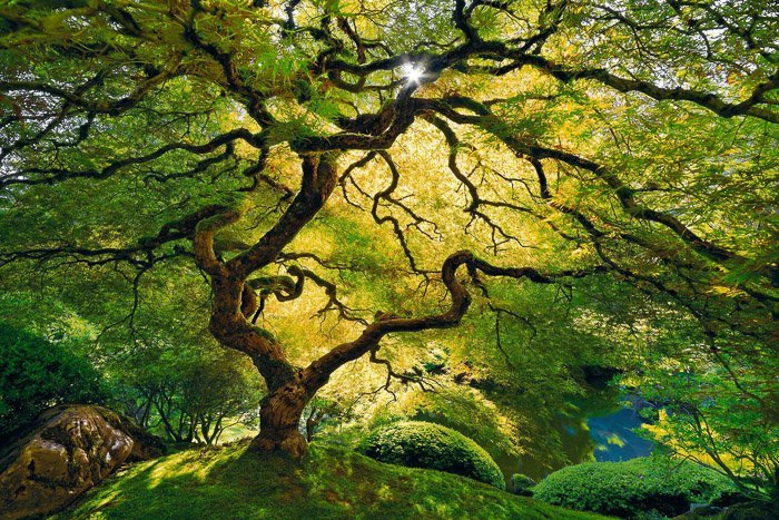 Foto de gran angular de un árbol con muchas ramas.
