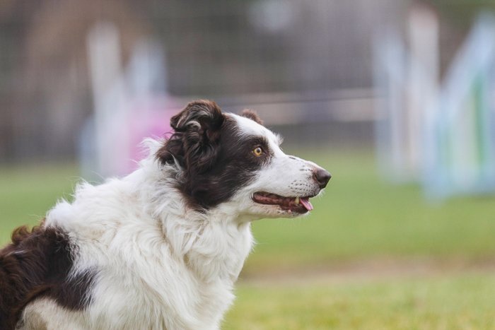 Retrato de mascota de un perro al aire libre, tomado con el Sigma 70-200 mm f/2.8 DG OS HSM