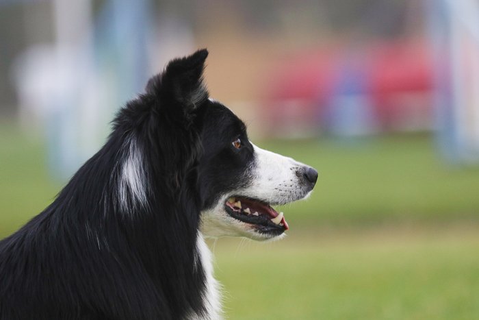 Retrato de mascota de un perro border collie al aire libre, tomado con el Sigma 70-200 mm f/2.8 DG OS HSM