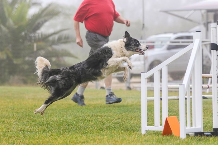 Toma de acción de un perro saltando sobre un salto de agilidad, tomada con el Sigma 70-200 mm f/2.8 DG OS HSM