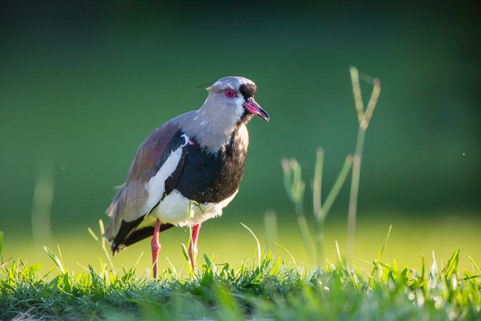 Un disparo superficial de un pequeño pájaro gris y negro en la hierba
