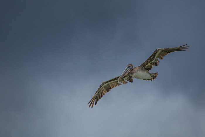 Un gran pájaro pelícano en vuelo
