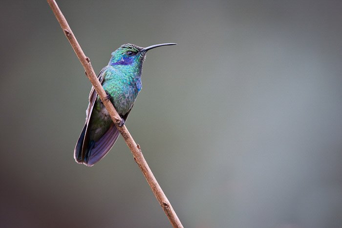 toma superficial de colibrí turquesa de pico delgado