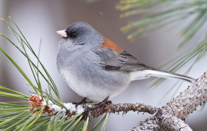 Un pequeño pájaro gris y naranja sentado en una rama conífera