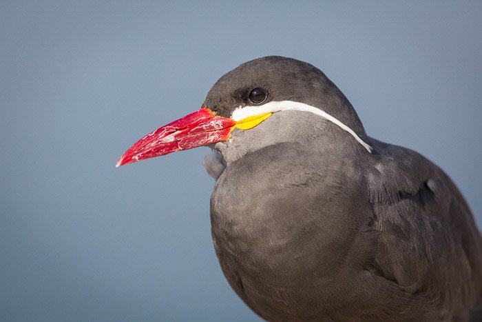 primer plano de pájaro de pico rojo