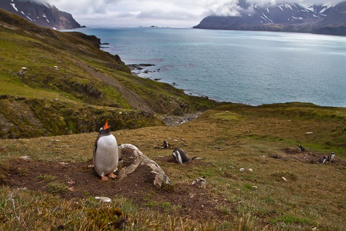 pingüinos en hábitat con mar de fondo