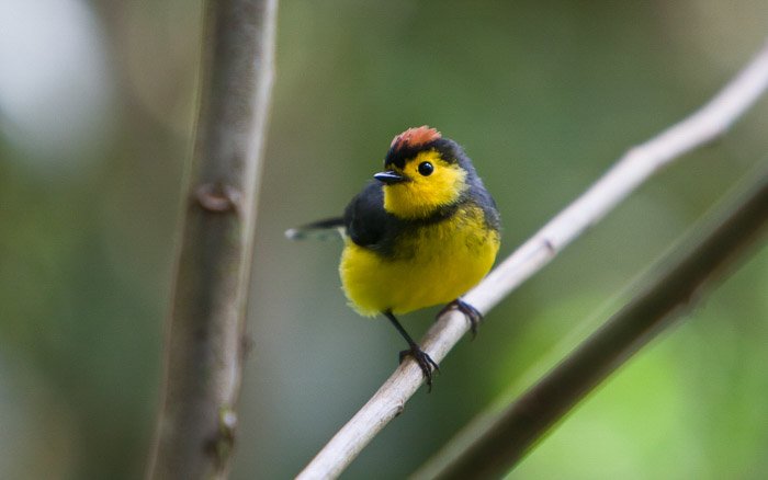 Un pequeño pájaro amarillo y negro sentado en una rama