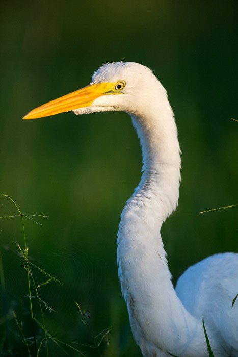 Un disparo superficial de un pájaro de pico amarillo