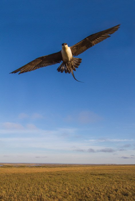 Gran tiro de pájaro de un halcón volando sobre la llanura con fondo azul.
