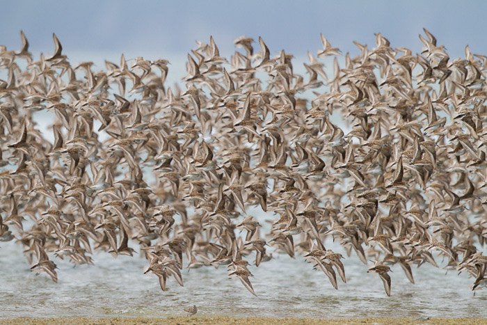 Foto de una gran bandada de pájaros en vuelo