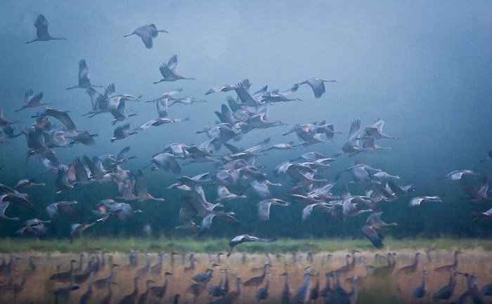 Foto de una gran bandada de pájaros volando con poca luz