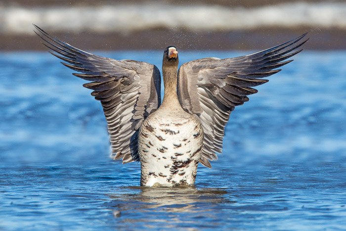 Un retrato de pájaro genial de un pato grande en el agua extendiendo sus alas