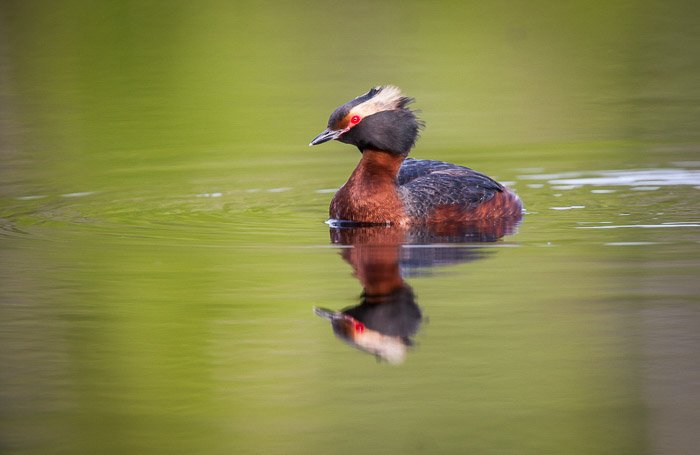 Un retrato de fotografía de aves de un pájaro colorido en el agua