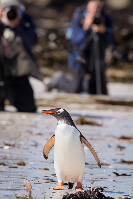 Un retrato de pájaro de un pingüino con fotógrafos en segundo plano.