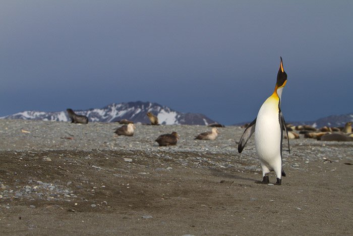 pingüino en hábitat con otros animales en segundo plano.