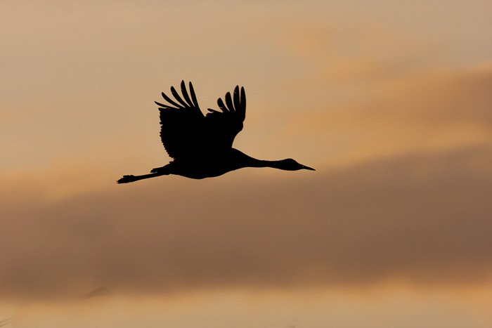Una imagen de silueta de un pájaro volando contra un cielo nocturno nublado con poca luz